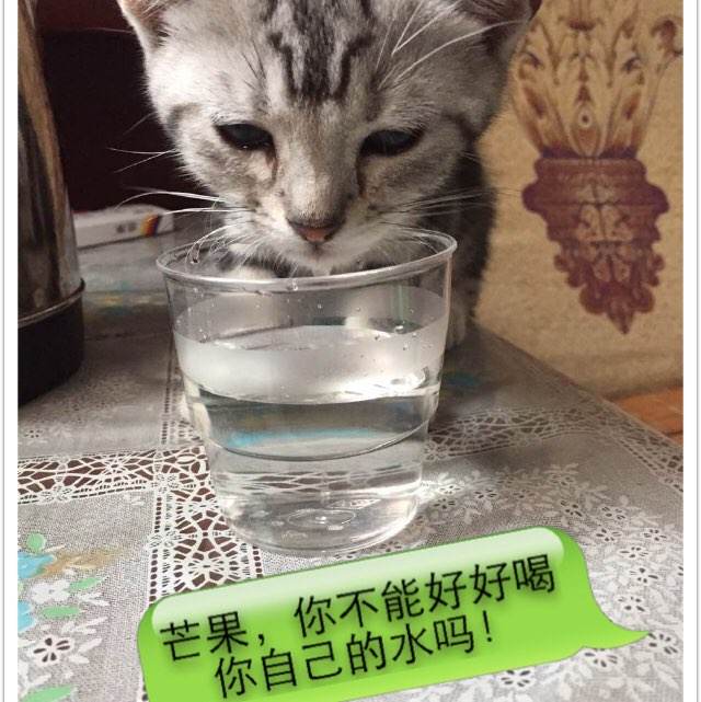 石家庄城市职业学院毕业证丢了怎么办